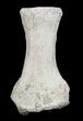 Mosasaurus Phalanx (Paddle Bone) - Cretaceous #3407-1